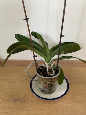 Orchidee zu verschenken Bild 3