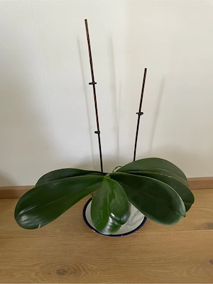Orchidee zu verschenken