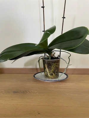 Orchidee zu verschenken Bild 2