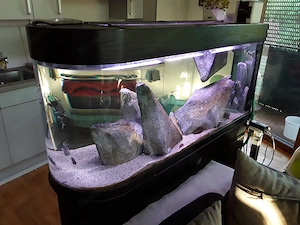 Aquarium  Raumteiler  Bild 4