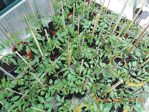Tomatenpflanzen Bild 2