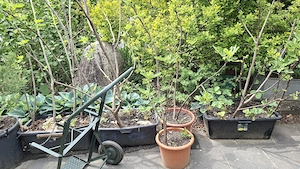 Feigenbäume Bild 2