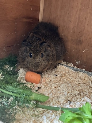 Meerschweinchen ca 8 Monate zu verschenken