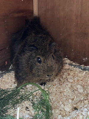 Meerschweinchen ca 8 Monate zu verschenken Bild 2