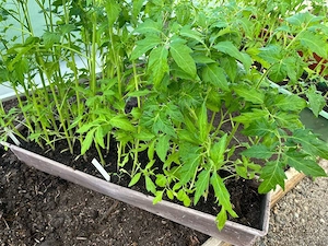 Tomatensetzlinge