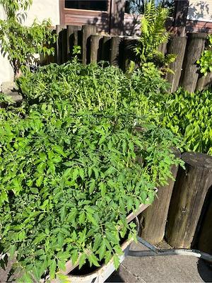 Tomatensetzlinge Bild 2