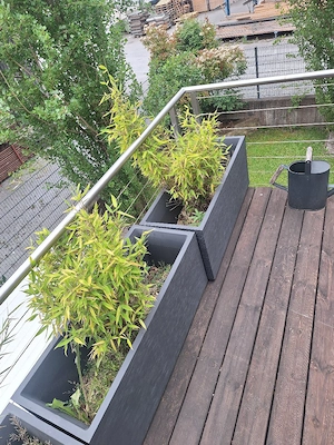 Terassenpflanzen Bild 3