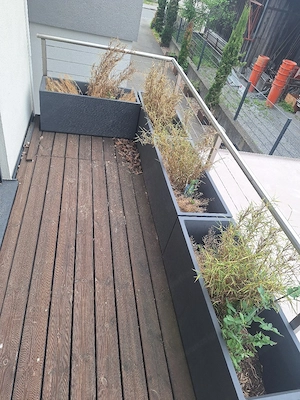 Terassenpflanzen Bild 4