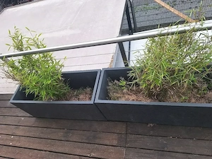 Terassenpflanzen
