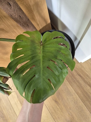 Monstera Deliciosa, wurzelnackt Bild 2