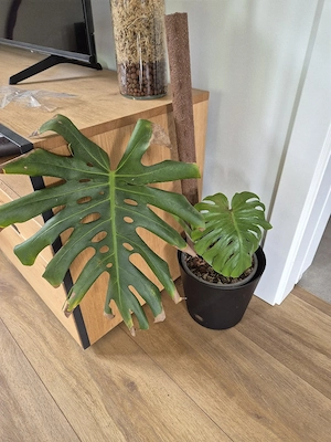 Monstera Deliciosa, wurzelnackt Bild 3