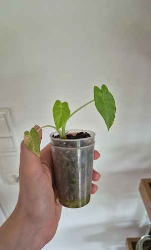 Alocasia gageana aurea Bild 3
