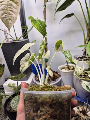 Alocasia macrorrhiza variegata  Bild 2