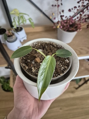 Philodendron spiritus sancti Bild 2