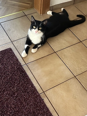 Kater Carlo wird in Rankweil vermisst Bild 2