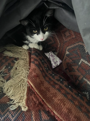 Kater Carlo wird in Rankweil vermisst Bild 3