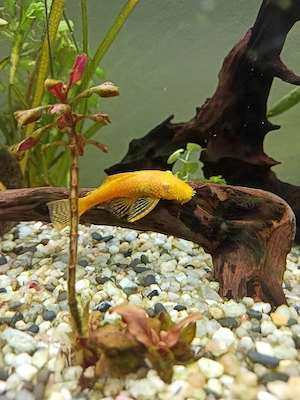 Antennenwels Albino