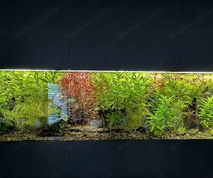 Viele verschiedene Wasserpflanzen.