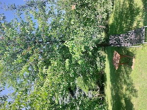 Auszeit in Ungarn   1 Monat Ferienwohnung im ruhigen Dorf nahe Zalakaros (Thermalbad) Bild 9