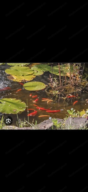 Teich Goldfische 