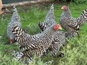 Hühner Hennen  Bild 2