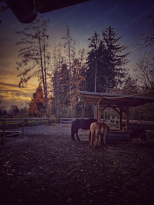 Reitbeteiligung Bild 3