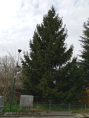 Baumfällen in Lauterach