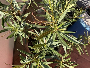 Oleander im Terracottatopf Bild 2