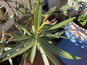 Oleander im Terracottatopf Bild 3