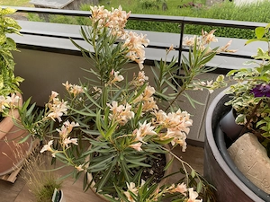 Oleander im Terracottatopf Bild 4