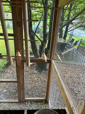 Kanarienvögel zu verkaufen  Bild 2