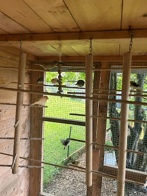 Kanarienvögel zu verkaufen 