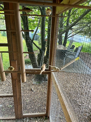 Kanarienvögel zu verkaufen  Bild 3