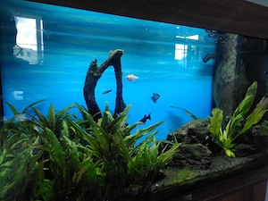 Aquarium, Juwel Rio 125, inkl. Unterschrank, Inhalt u. Zubehör  Bild 3