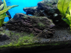Aquarium, Juwel Rio 125, inkl. Unterschrank, Inhalt u. Zubehör  Bild 4