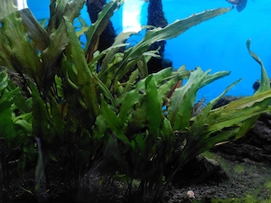 Aquarium, Juwel Rio 125, inkl. Unterschrank, Inhalt u. Zubehör  Bild 5