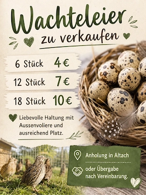 Wachteleier