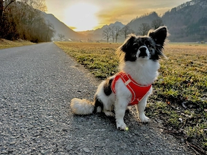 Tagesbetreuung, Urlaubsbetreuung für Hunde Bild 5