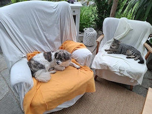 Tagesbetreuung, Urlaubsbetreuung für Hunde Bild 2