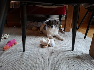 Tagesbetreuung, Urlaubsbetreuung für Hunde Bild 4