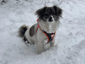 Tagesbetreuung, Urlaubsbetreuung für Hunde Bild 3