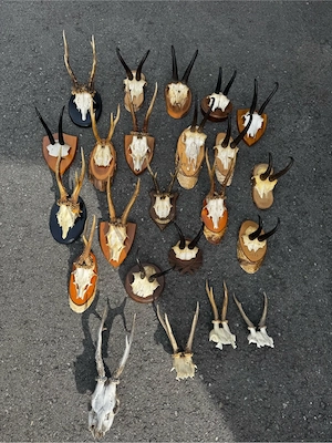 Geweih Jagdtrophäe Bild 3