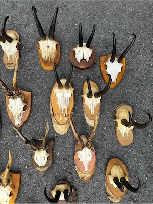 Geweih Jagdtrophäe Bild 5