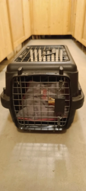 Hundetransportbox
