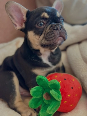 Französische Bulldoggenwelpe! Männlich. Bild 2