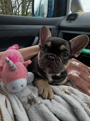 Französische Bulldoggenwelpe! Männlich. Bild 5