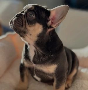 Französische Bulldoggenwelpe! Männlich. Bild 3
