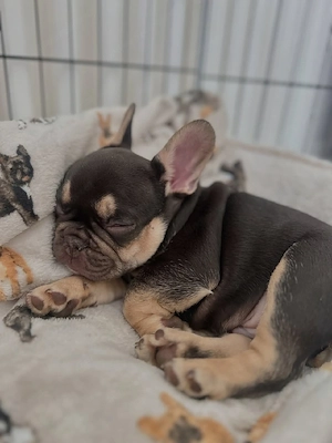 Französische Bulldoggenwelpe! Männlich. Bild 4