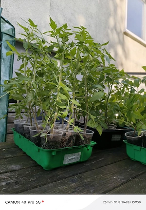 Rispen Tomaten Setzlinge 