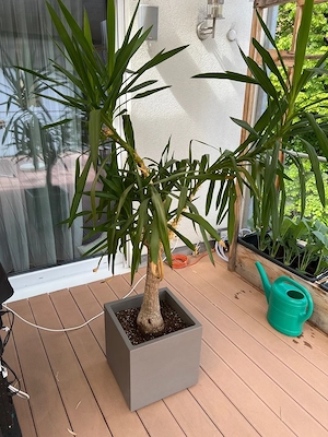 Palme mit Topf